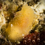 Dorid sp. ZE